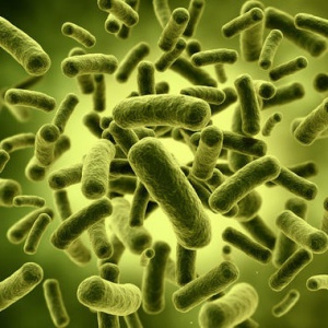 LACTOBACILLUS